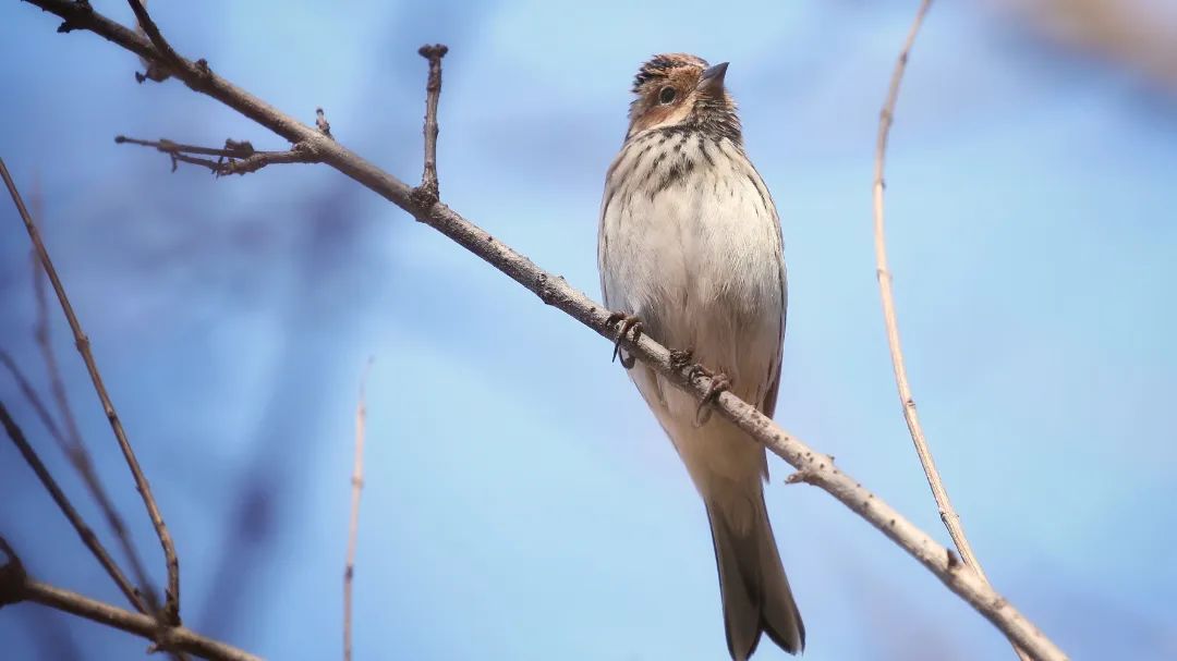 师大寻鸟记，这些小可爱，你都见过吗？