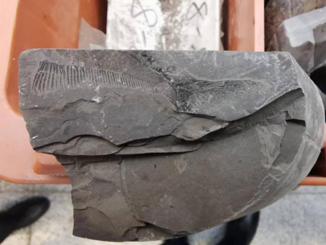 你车里的油和它们有关！探秘石化版“三星堆”宝藏