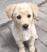 隔壁邻居偷了我家的狗,隔壁邻居偷我家狗