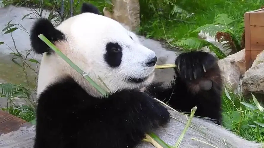 荷兰对中国光刻机的看法,荷兰禁止中国光刻机了吗