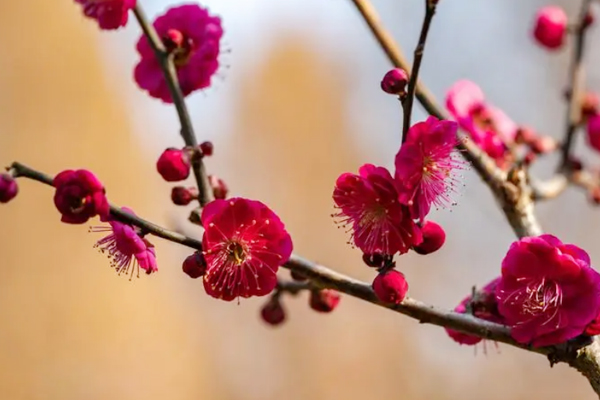 唐代高僧写千古绝唱,唐代七绝经典之作