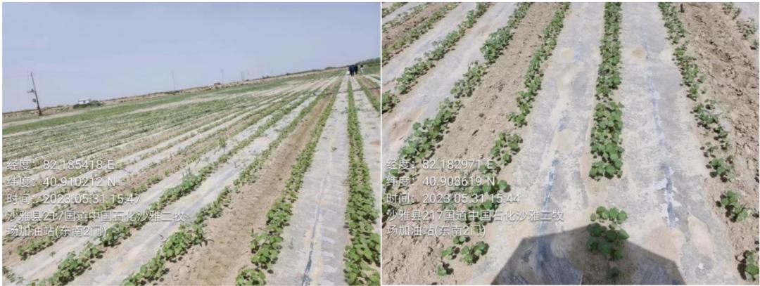 【调研】新年度*疆新**棉花种植情况如何？