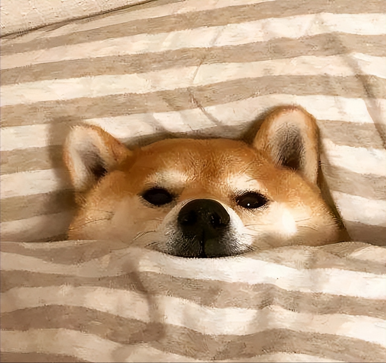 狗狗为什么会把自己当成小孩子,狗狗把自己当人了