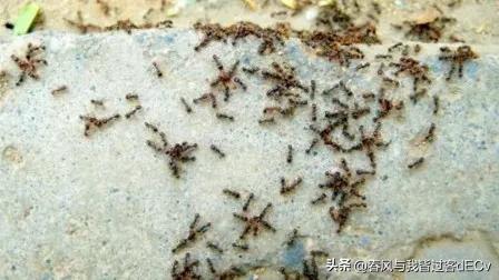 灭蚂蚁小方法,灭蚂蚁有什么教程