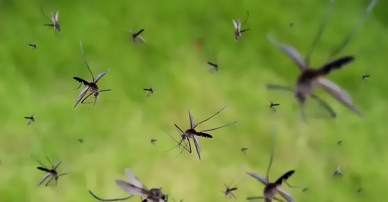 蚊子为什么会咬人教案,蚊子为什么会咬人儿童故事