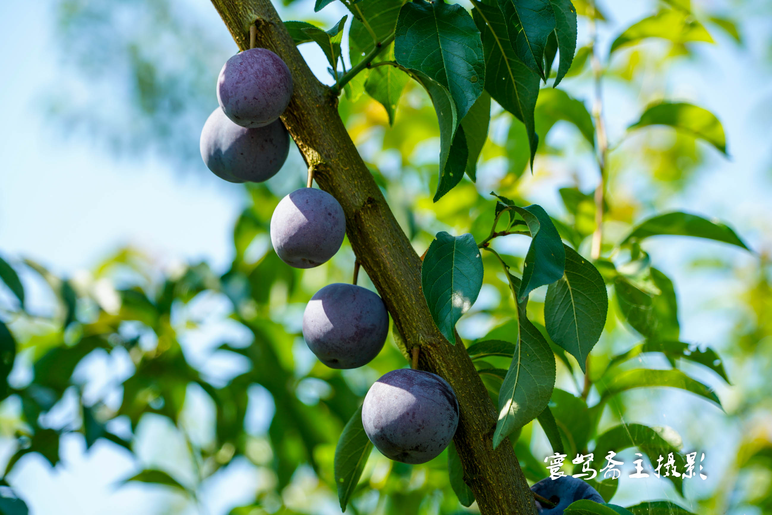 重庆静观柴火鸡,静观陈氏柴火鸡