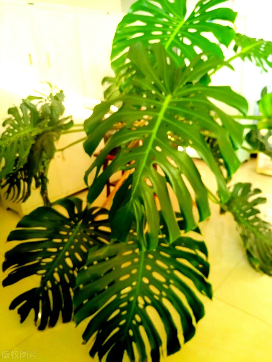 家里养哪五种花大气,家养哪四种花寓意好