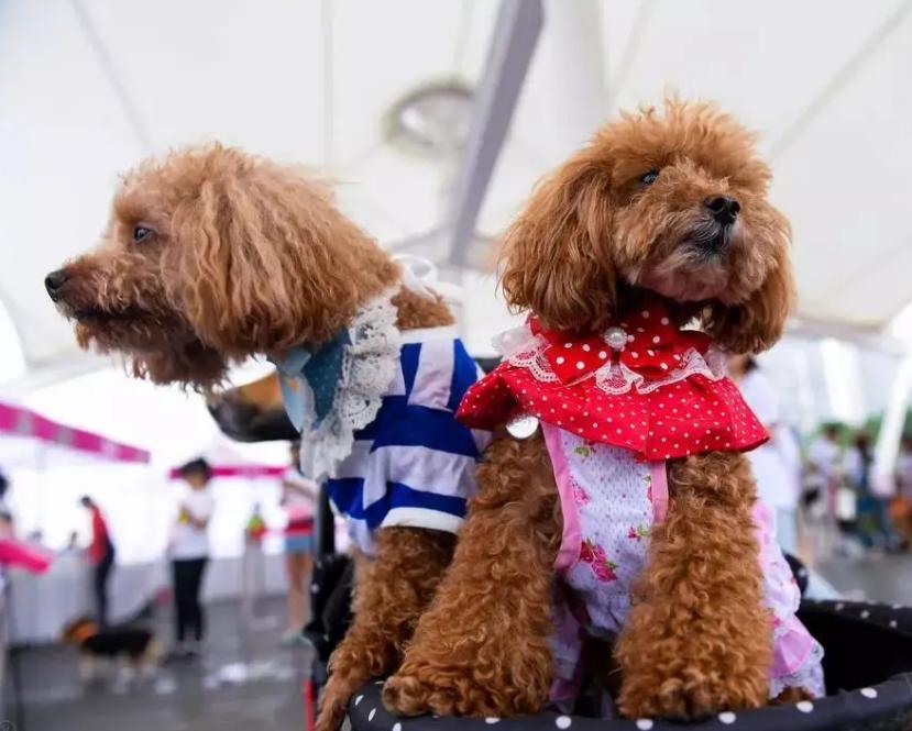 为什么不建议养公的泰迪,公泰迪为什么没有母泰迪听话