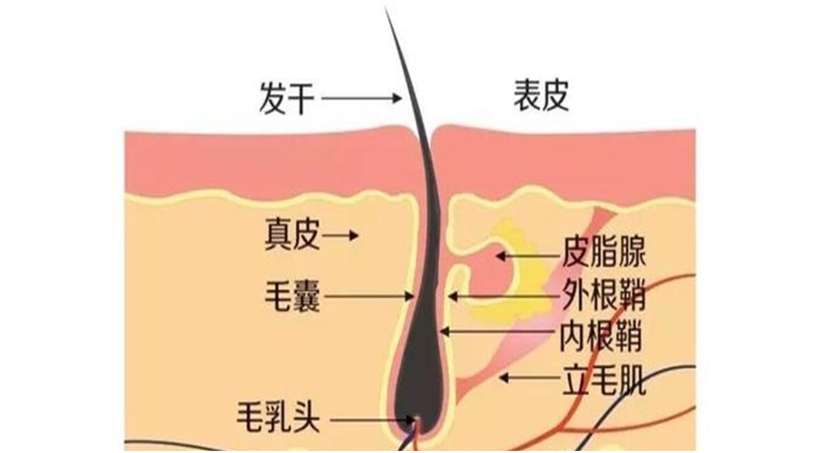 脱发的原因及防脱发小妙招,脱发原因及解决方法预防脱发