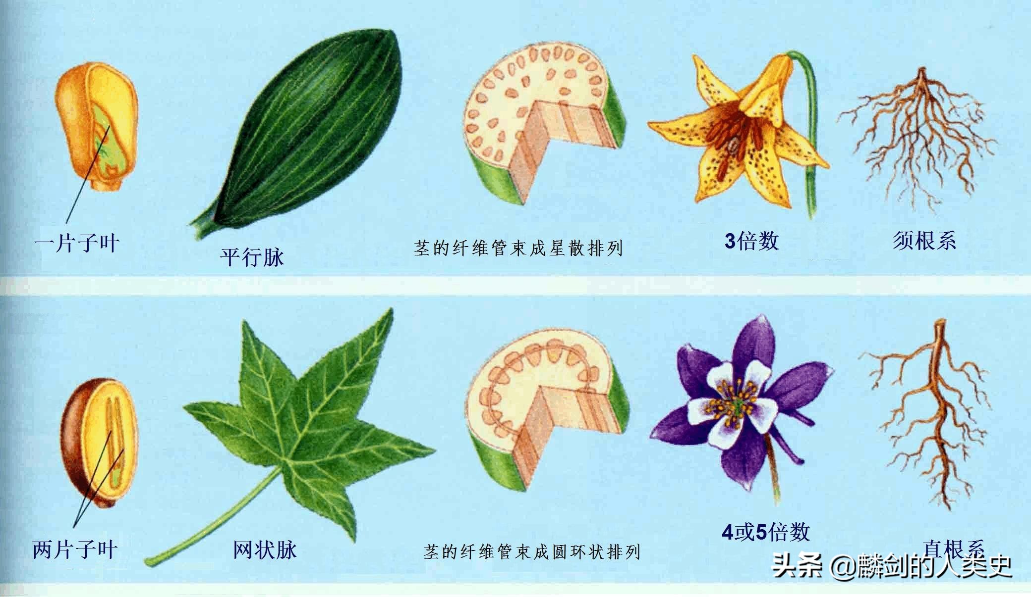 被子植物典型植物,被子植物和裸子植物种类