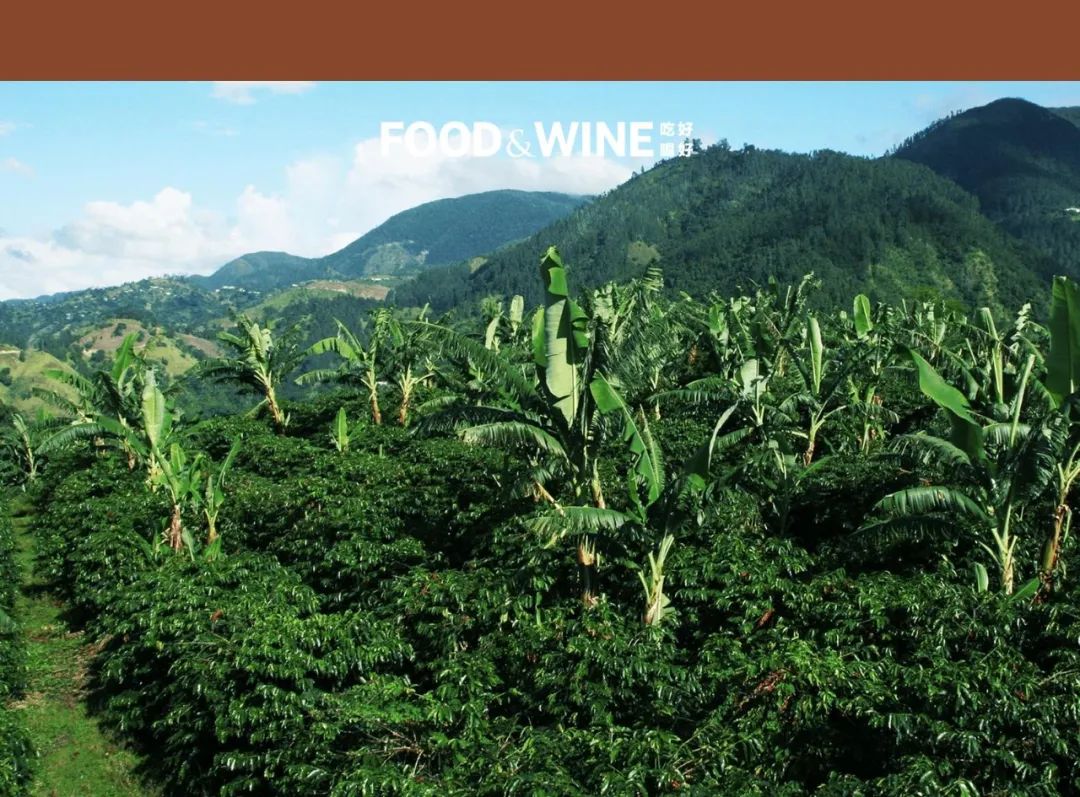 你有多久没听说过蓝山咖啡了,什么才是蓝山咖啡