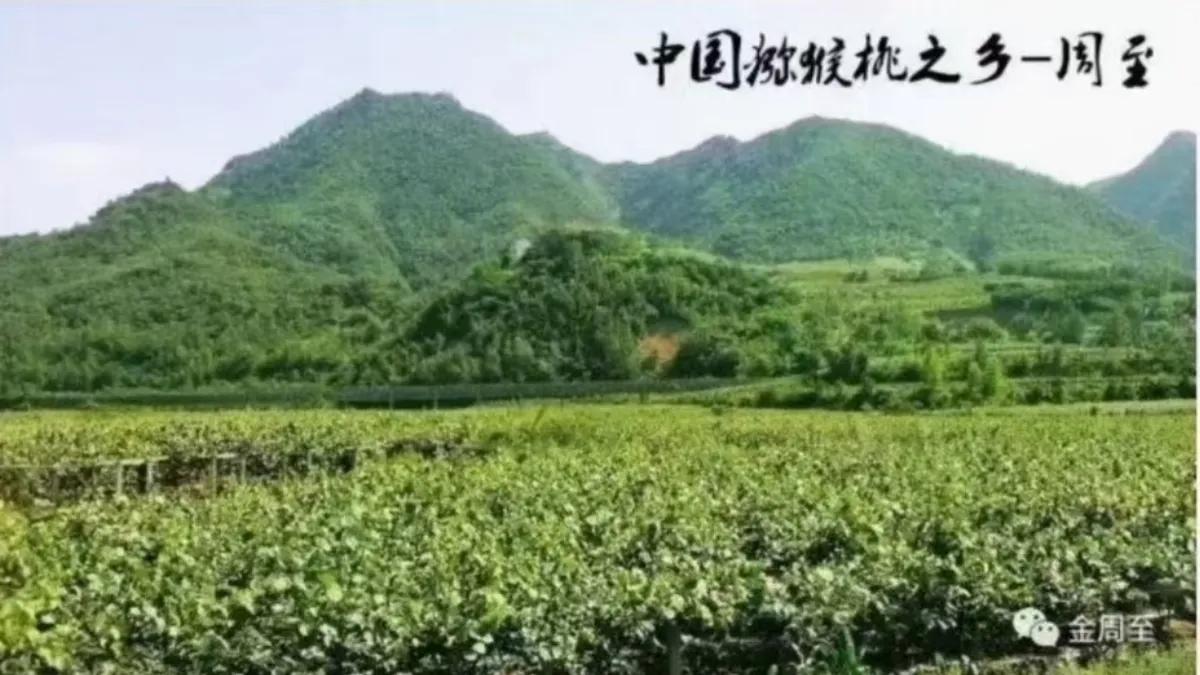 陕西周至眉县猕猴桃订购,陕西眉县猕猴桃