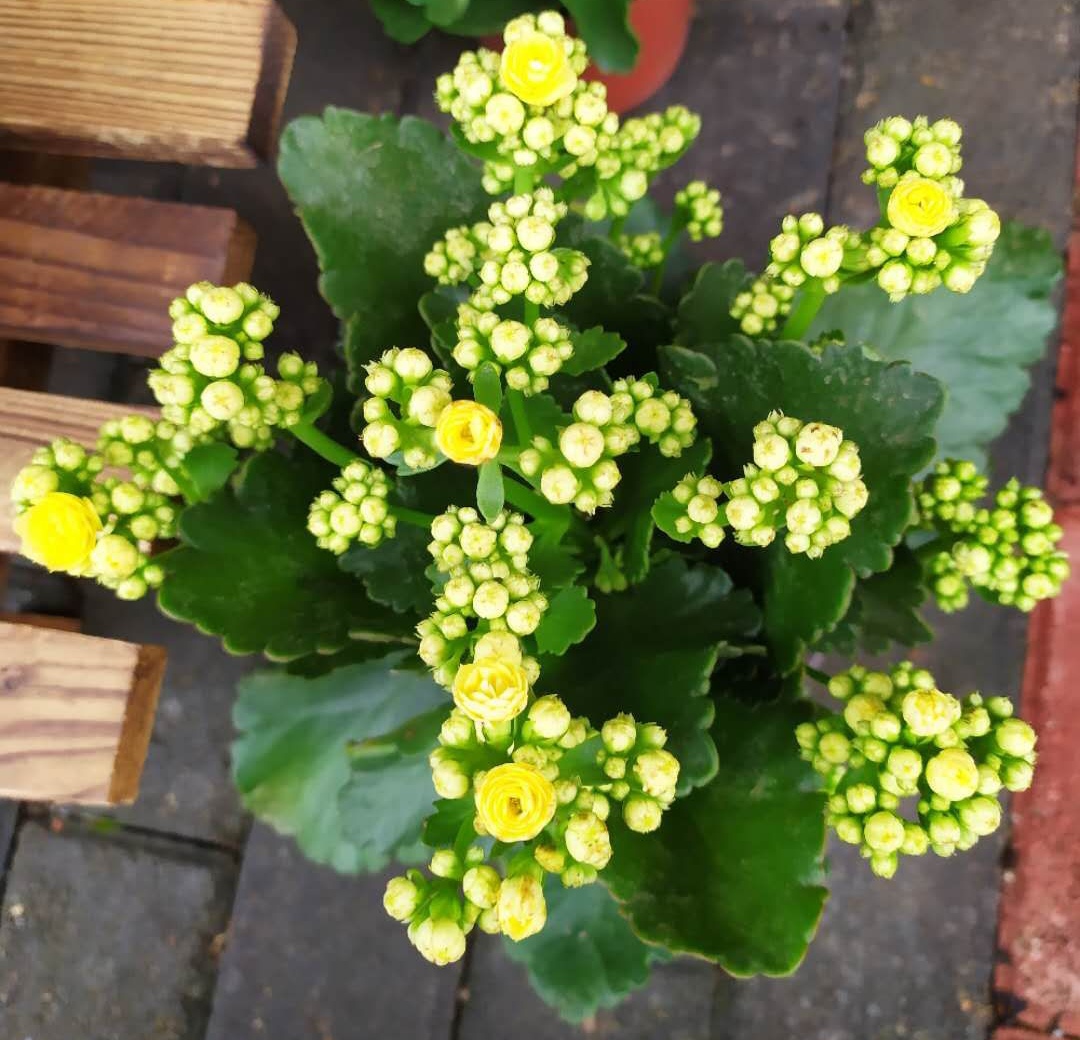 百花齐放春意浓群芳争艳,百花齐放喜迎新春