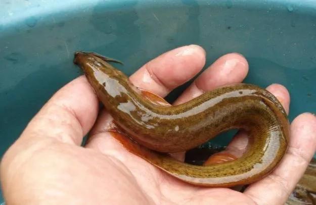 中国野生鱼排名,野生鱼数量排名