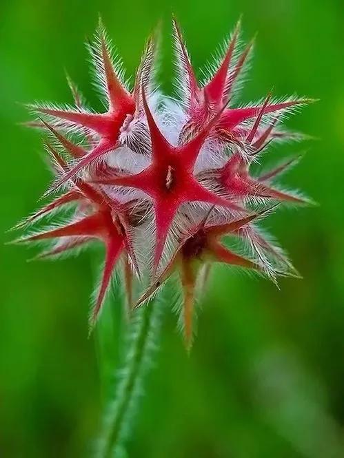 五星花有什么特点,五星花最漂亮的品种