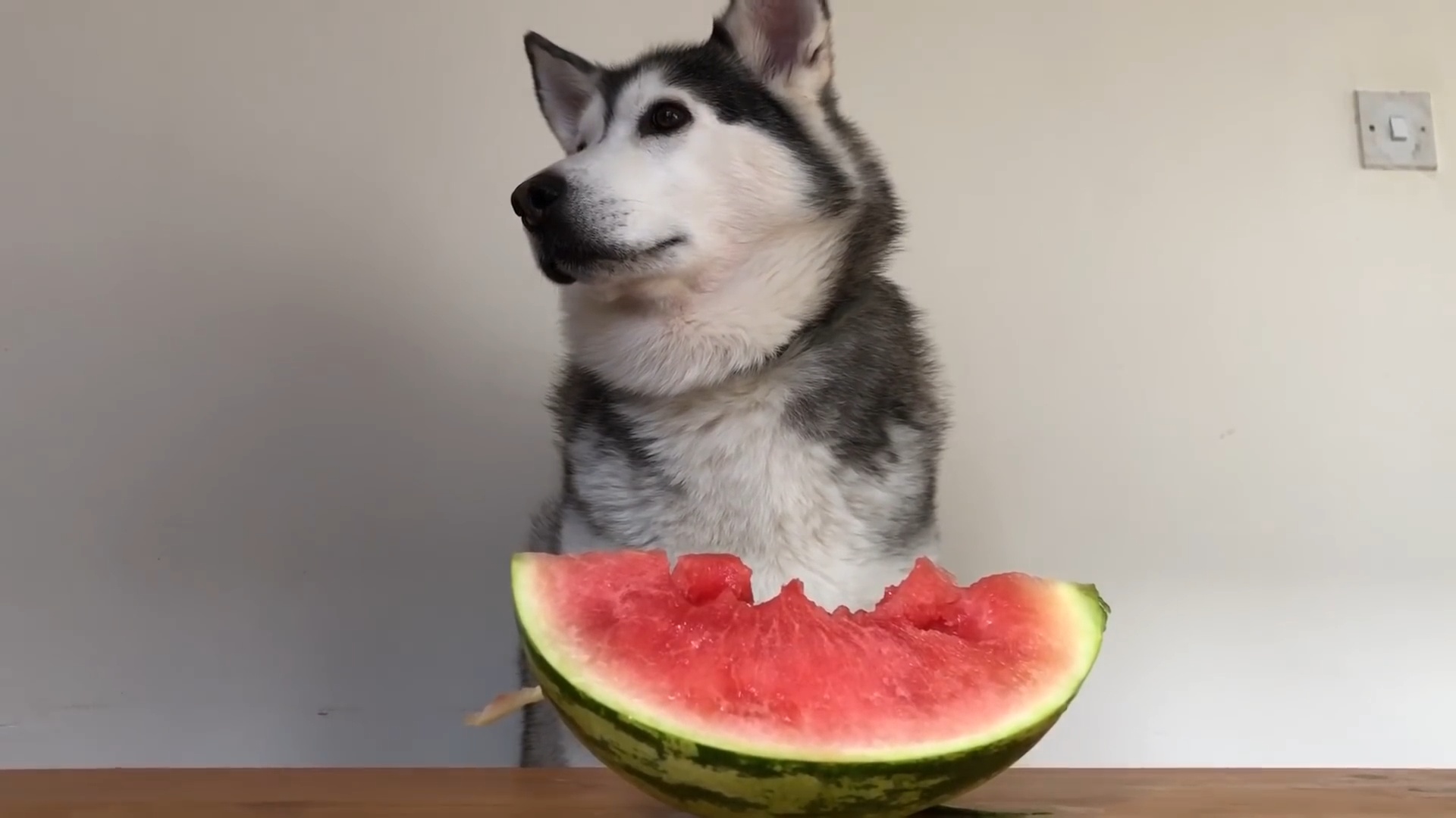 狗狗夏季消暑衣服,夏季狗狗防暑小秘籍