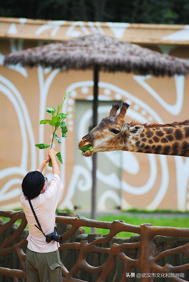 端午游攻略视频,端午出行攻略视频