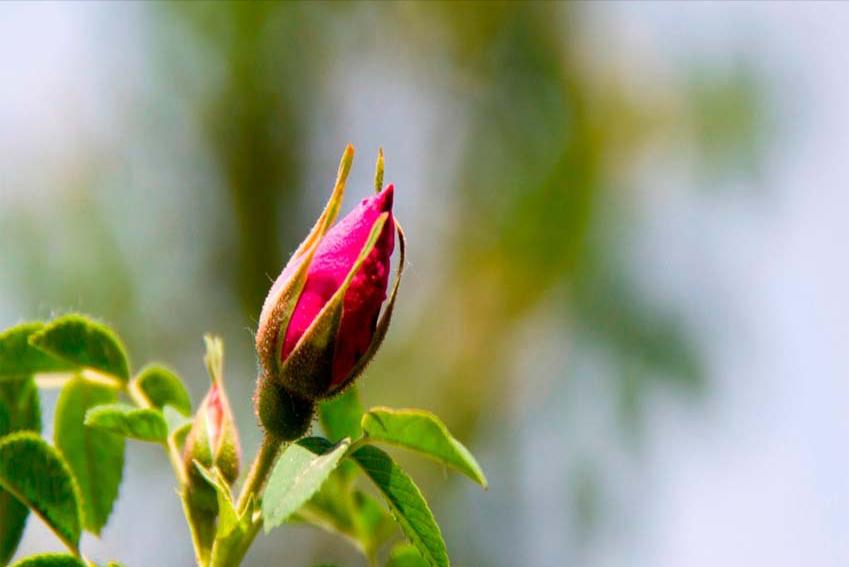 很常见的一味中药,这几味中药让你睡得更香