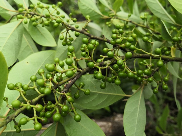 木姜子新鲜现摘,木姜子摘了怎么保存