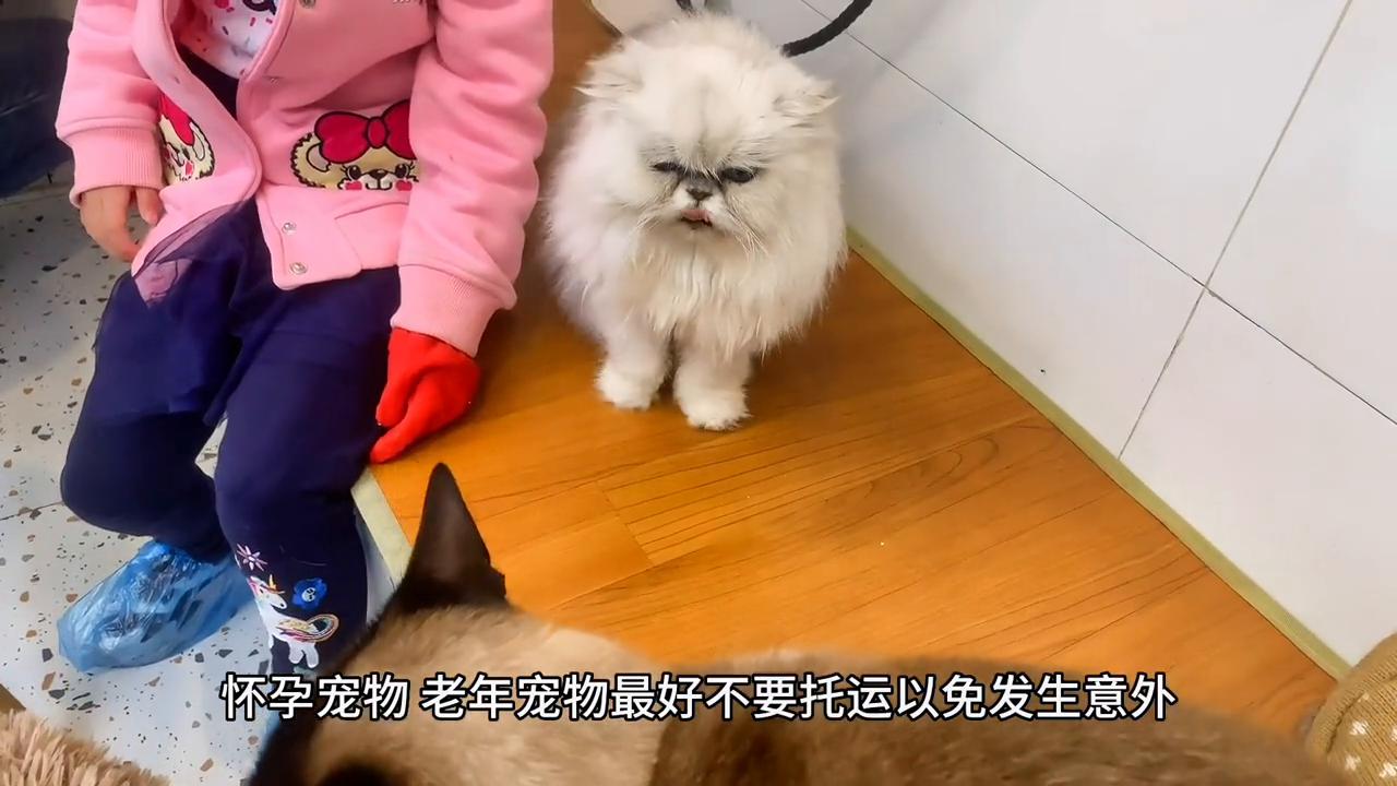 正规宠物托运公司有哪些品牌,正规宠物托运哪家专业