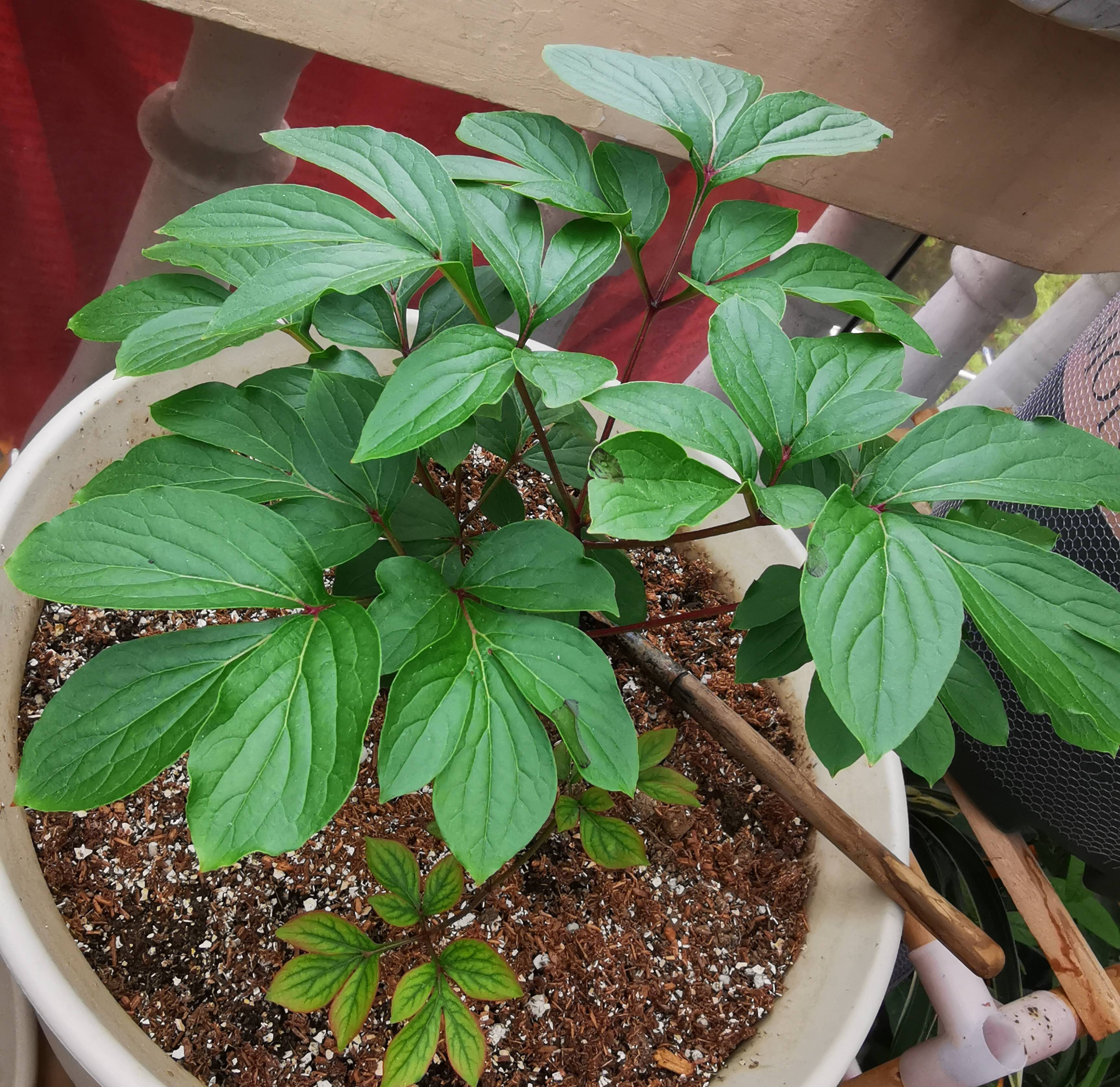 芍药花怎么养才好看呢,阳台怎么养芍药花