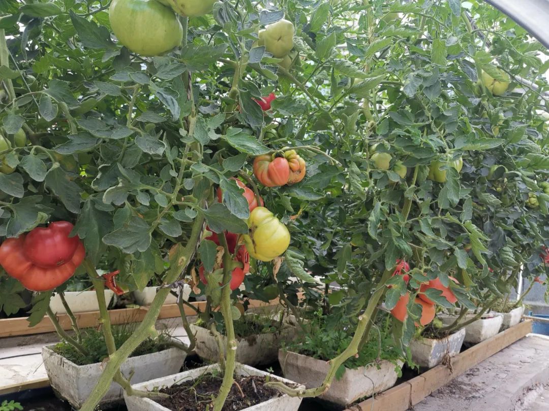 西红柿最近新消息,西红柿皮特别硬咋回事