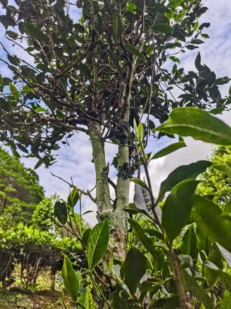 口感最好的普洱茶十大排行榜,普洱生茶都有哪些比较经典的系列