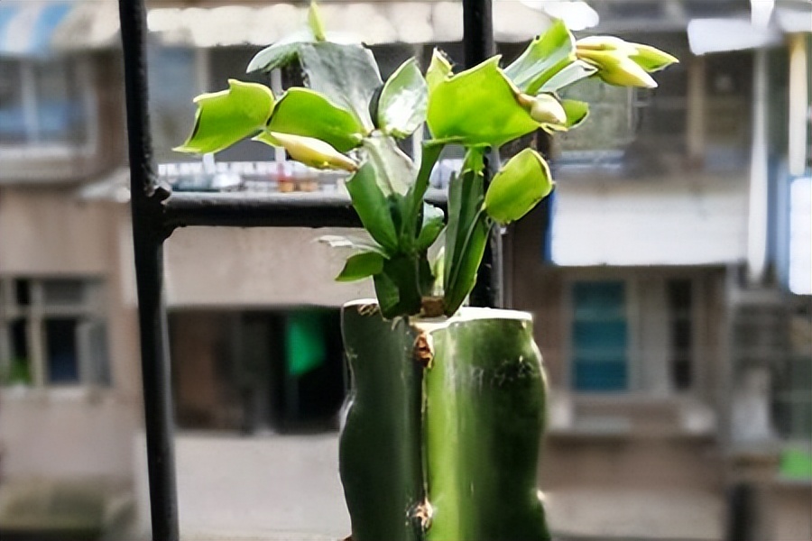 火龙果插枝越长越好吗,火龙果是幼枝插好还是老枝好