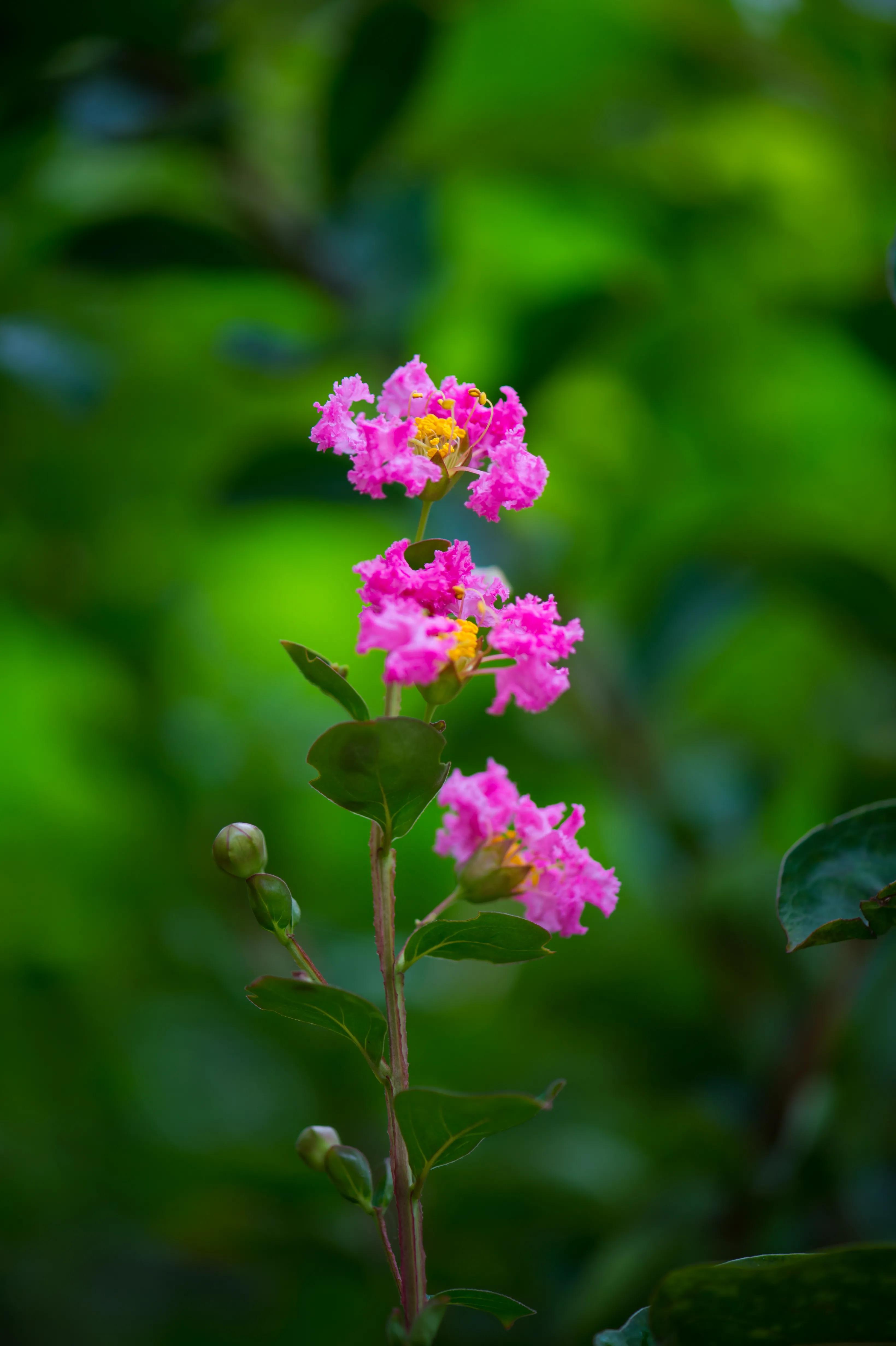 紫薇花壁纸高清全屏,唯美紫壁纸