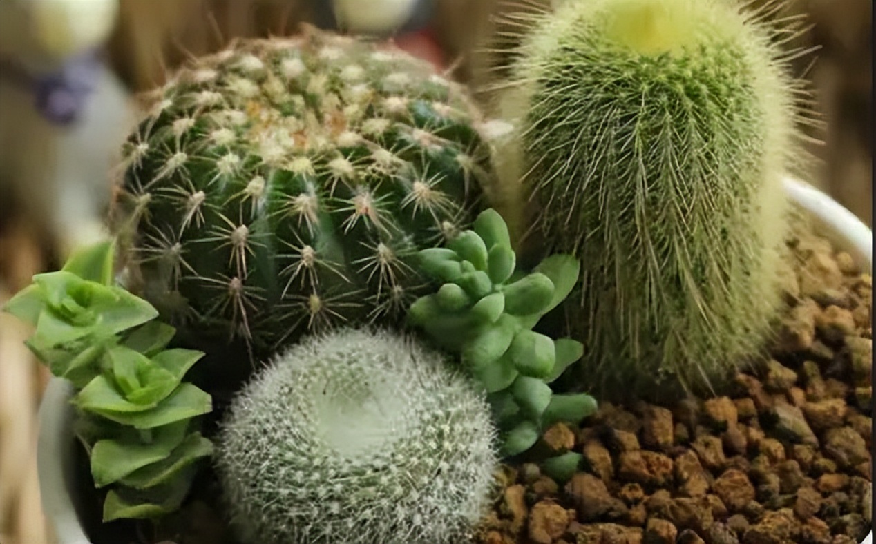 5种花浇不死浇水越多长得越旺,十种不能乱浇水的花