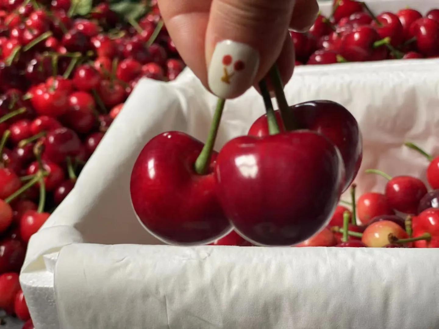 樱桃挑硬还是软的好,樱桃尺寸买多大的合适