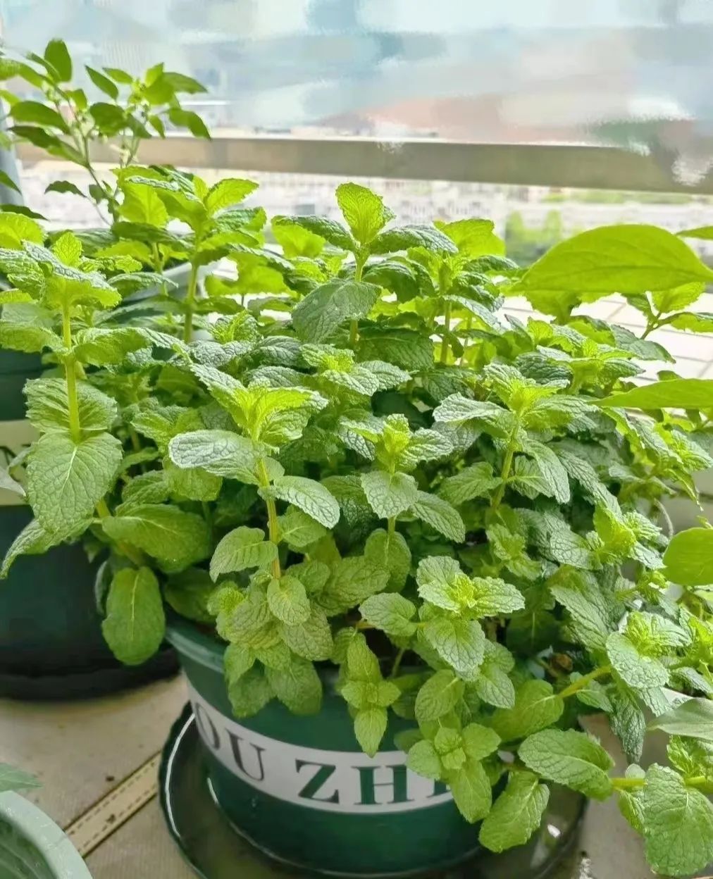 薄荷怎么养才能爆盆能晒太阳,一枝薄荷怎么养才能爆盆