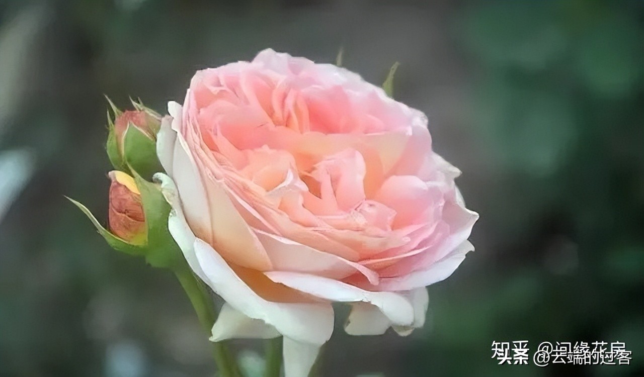 1到99朵玫瑰的含义图片,1到99朵玫瑰花语是什么