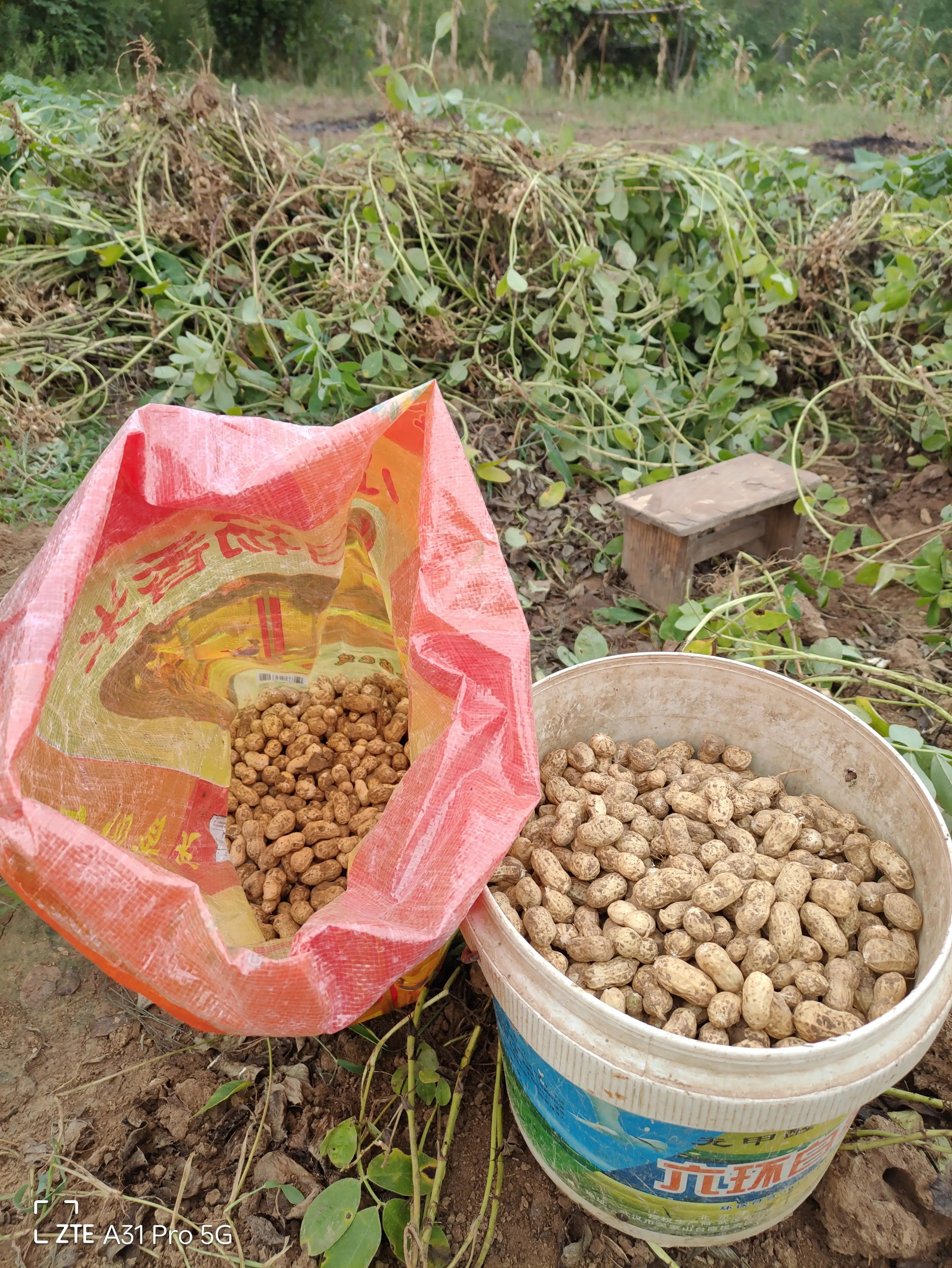 落花生的原名,落花生是什么意思