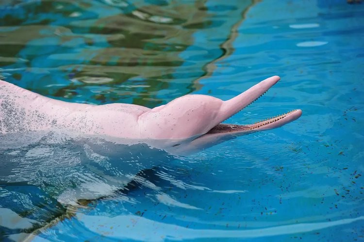 河豚和蛇打架,蟒蛇和河豚