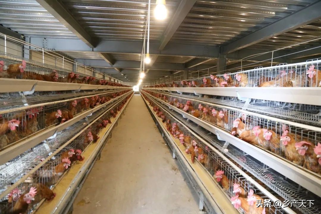 富凤农牧集团,广西富凤农牧有限公司发展模式