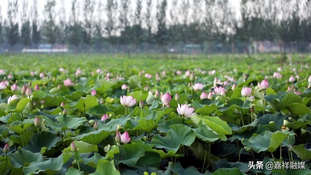 “藕”“虾”混养“钱”景好强村富民促振兴