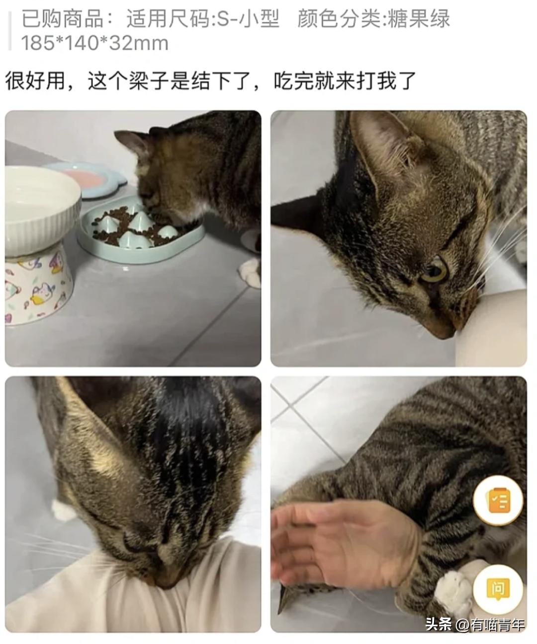 16个变态又实用的养猫妙招必看,养猫必看的100个技巧