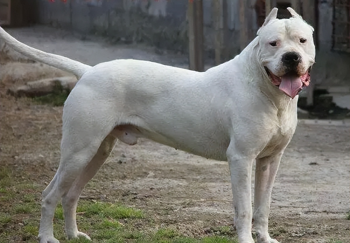 世界上最凶恶的狗子排名,十大世界上最凶狠的狗排名