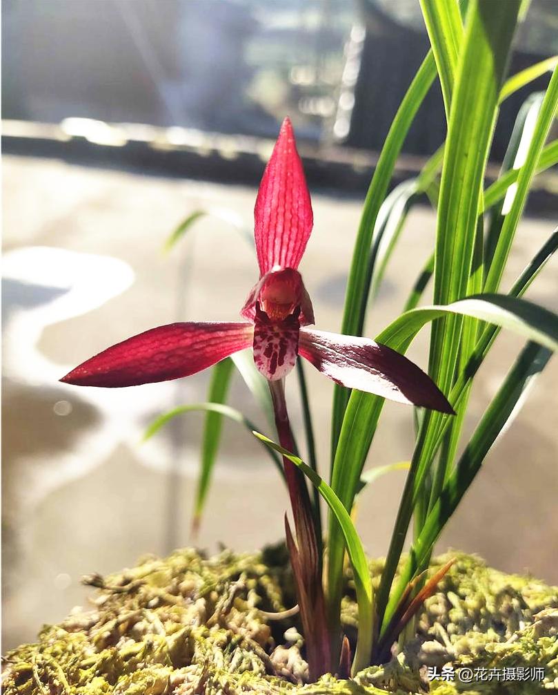 贵州最新最极品的兰花图片,贵州哪种兰花最漂亮