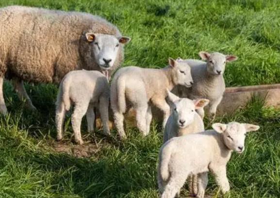 怀孕母羊不吃食反刍少的原因,怀孕母羊不吃食吃点啥药