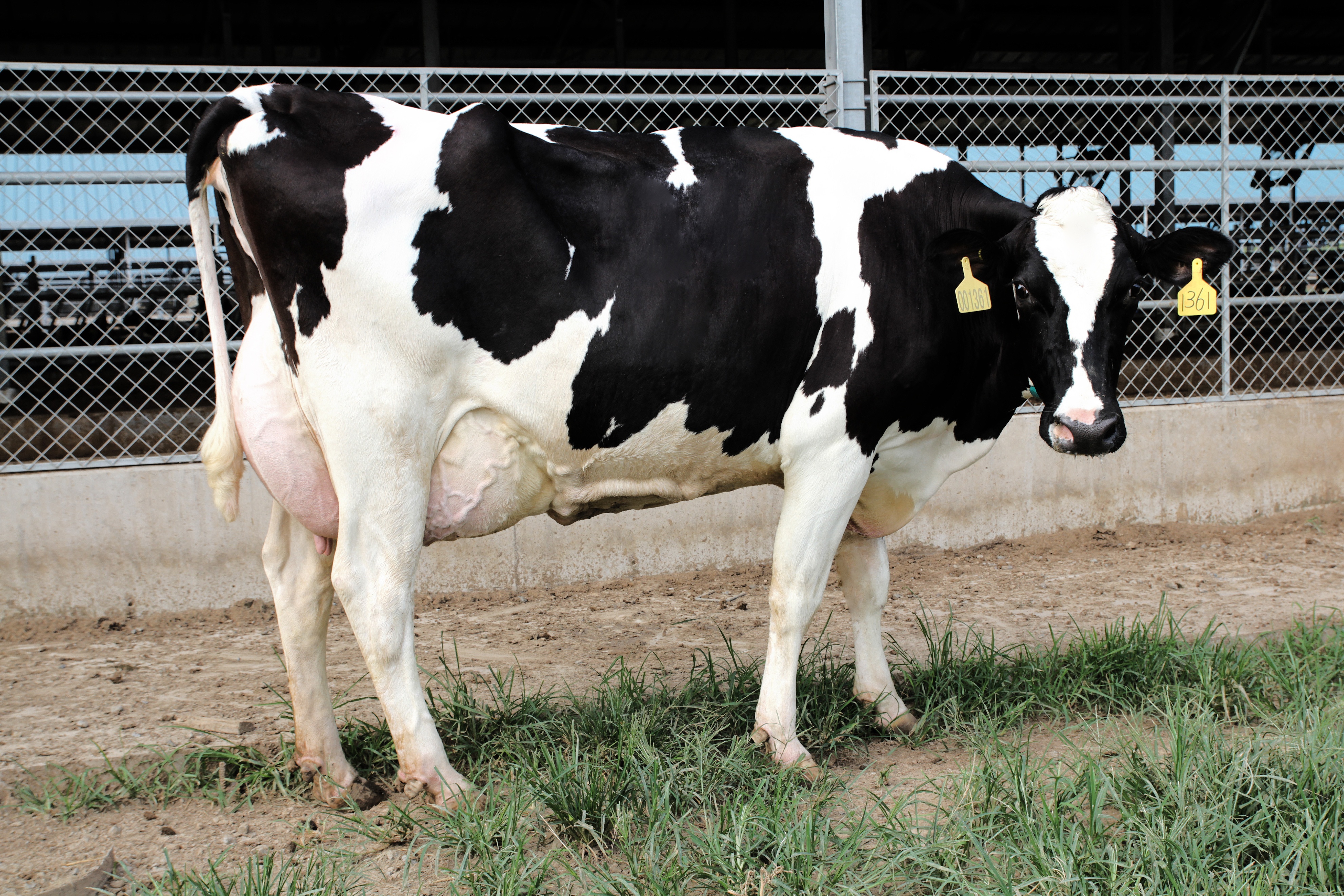 “最美奶牛西施”乐源牧业奶牛选美斩获三项大奖