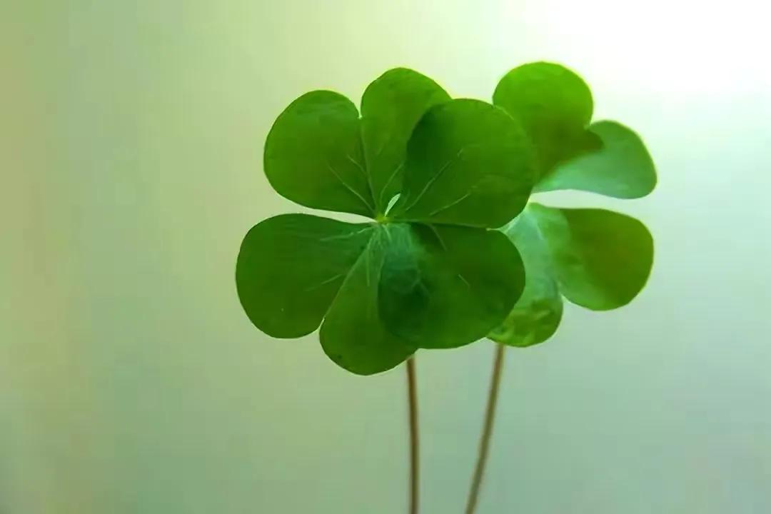 如何处理婆媳之间带小孩的矛盾,化解婆媳冲突的最佳方法