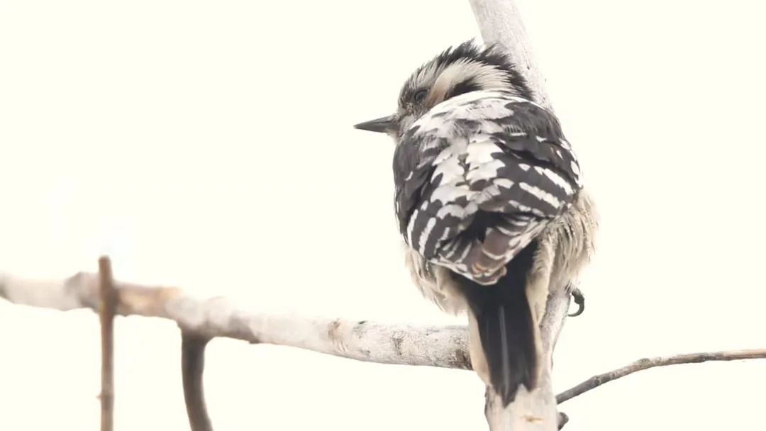 师大寻鸟记，这些小可爱，你都见过吗？