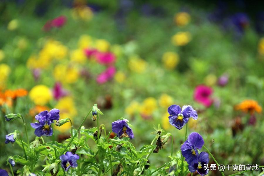 红蜻蜓散文作品鉴赏,儿童散文红蜻蜓赏析