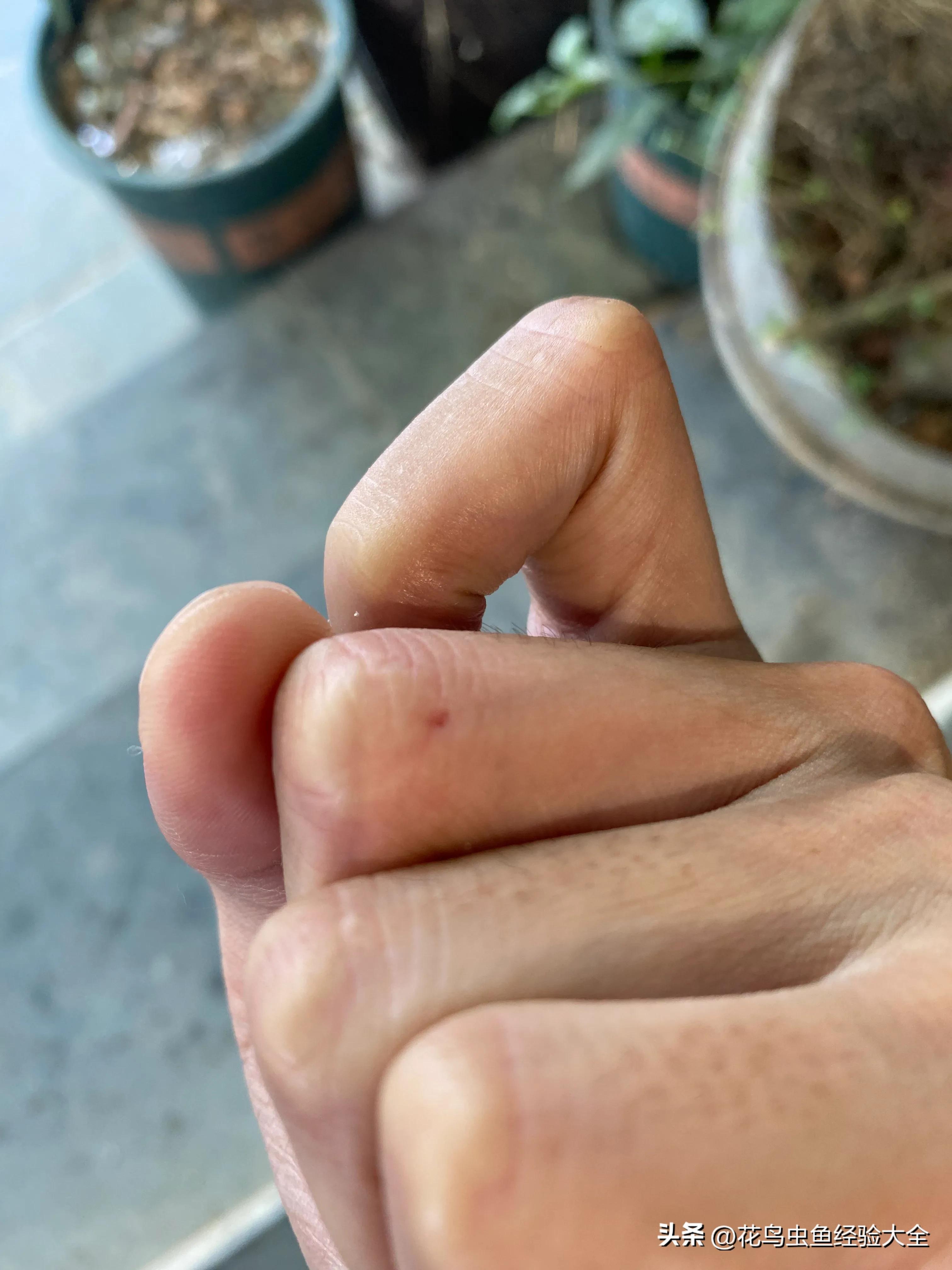 新手训玄凤鹦鹉的方法大全,虎皮鹦鹉跟玄凤鹦鹉怎么才能养熟