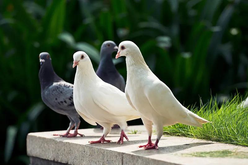 素食宠物食品,素食宠物零食有哪些品种