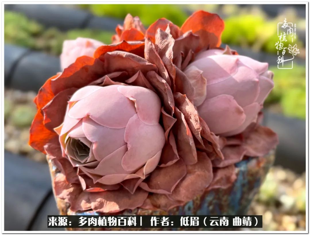 养了七年多肉,养了八年的肉肉终于开花了