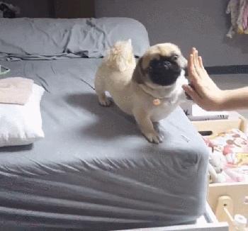 怎样判断狗狗是中型犬还是小型犬,如何判断狗狗的犬型