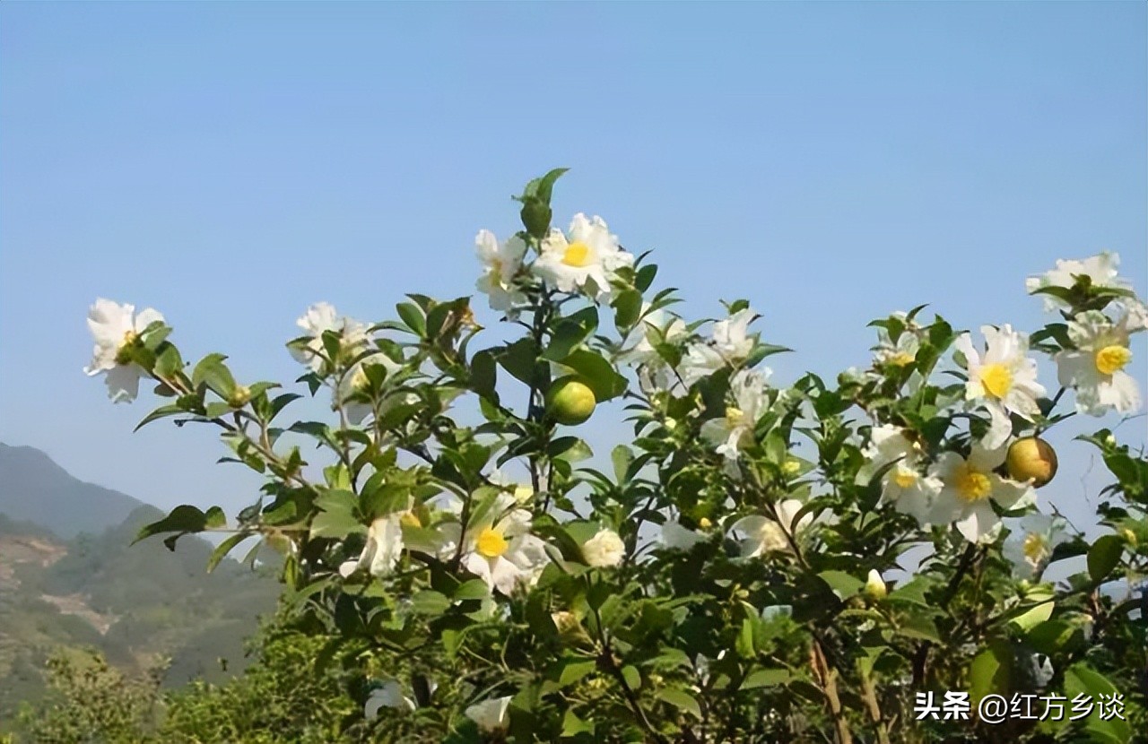 赣南茶油你以为只能用来炒菜吗?